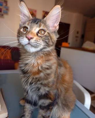 Dolcissima cucciola Maine Coon
