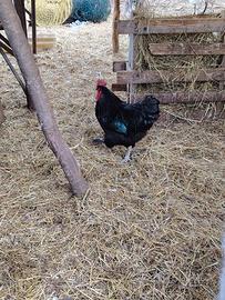 Gallo taglia grande