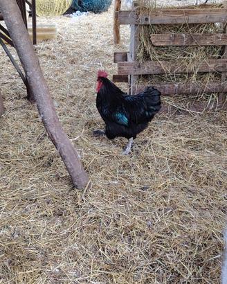 Gallo taglia grande
