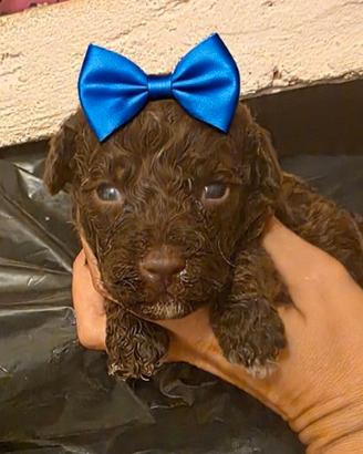 Cuccioli barboncino toy color cioccolato