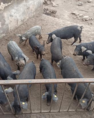 Scrofe gravide e Verri