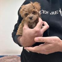 Maltipoo Albicocca mini toy maltese barboncino