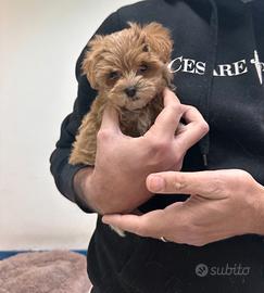 Maltipoo Albicocca mini toy maltese barboncino