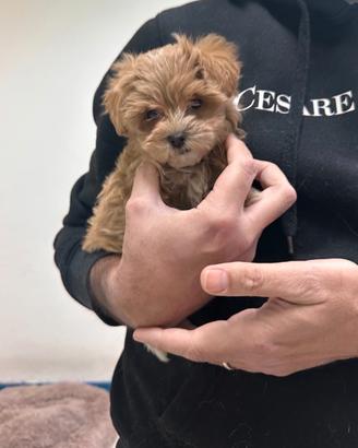 Maltipoo Albicocca mini toy maltese barboncino