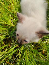 Cuccioli gatto siamese