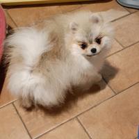 Pomerania mini femmina