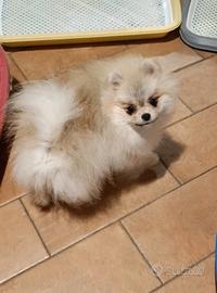Pomerania mini femmina