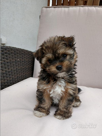 Maltipoo mini toy
