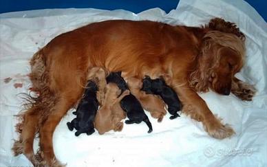 Cuccioli cocker spaniel