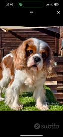 Splendido cavalier king charles per monta