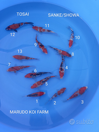 Koi giapponesi