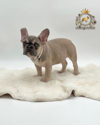Esclusiva Bulldog Francese FAWN