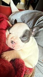 Bulldog francese Sassari