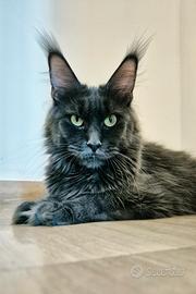 Maine coon con pedigree di alta genealogia