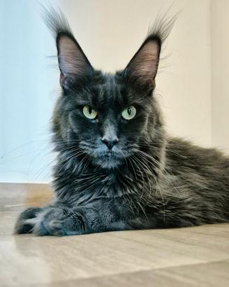 Maine coon con pedigree di alta genealogia