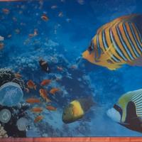 Quadro pesci in  vetro