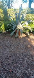 Agave monumentale in vaso