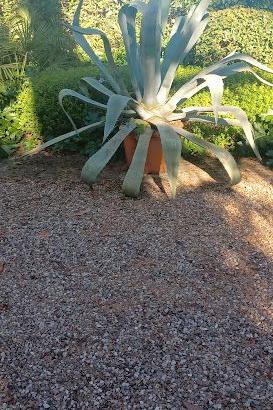 Agave monumentale in vaso