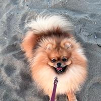 Pomerania nano