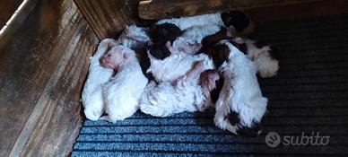 Lagotto romagnolo