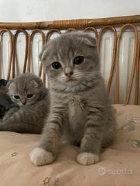 Cuccioli di Scottish fold e straight