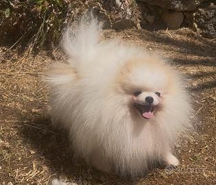 Spitz tedesco nano Pomerania mini adulto