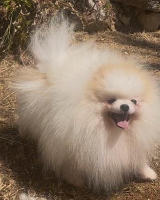 Spitz tedesco nano Pomerania mini adulto