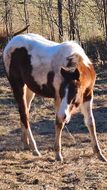 Puledra paint horse