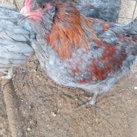 Gallo olive