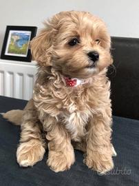 Mirtillo maltipoo albicocca