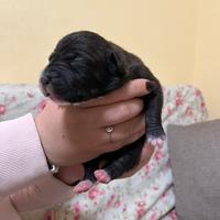 Ultima cucciola di Pit