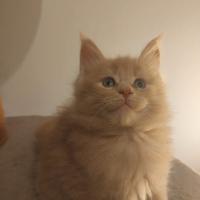 MAINECOON pedigree ANFI