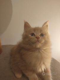 MAINECOON pedigree ANFI