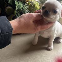 Chihuahua mini 60 giorni vaccino