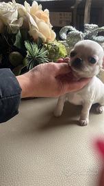 Chihuahua mini 60 giorni vaccino