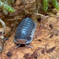 Isopodi sp. Cubaris Pak Chong