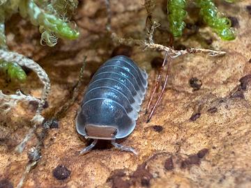 Isopodi sp. Cubaris Pak Chong