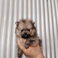 Maschio Pomerania pedigree ENCI