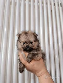 Maschio Pomerania pedigree ENCI