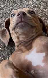 Rhodesian Ridgeback