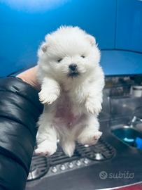 SpitzTedesco Nano Pedegree Enci