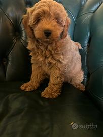 Cuccioli Barboncini nani