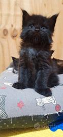 Cuccioli Maine Coon con Pedigree