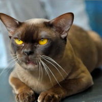 Gatti Burmese cuccioli