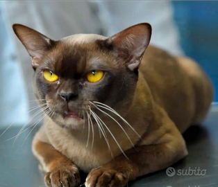 Gatti Burmese cuccioli