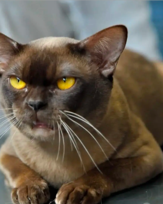 Gatti Burmese cuccioli