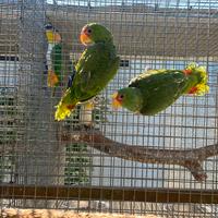 Coppia pappagalli Amazzone albifrons