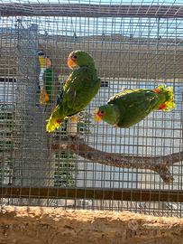 Coppia pappagalli Amazzone albifrons
