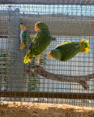 Coppia pappagalli Amazzone albifrons