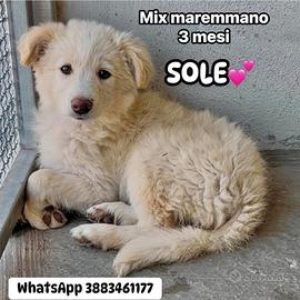 Cuccioli in adozione